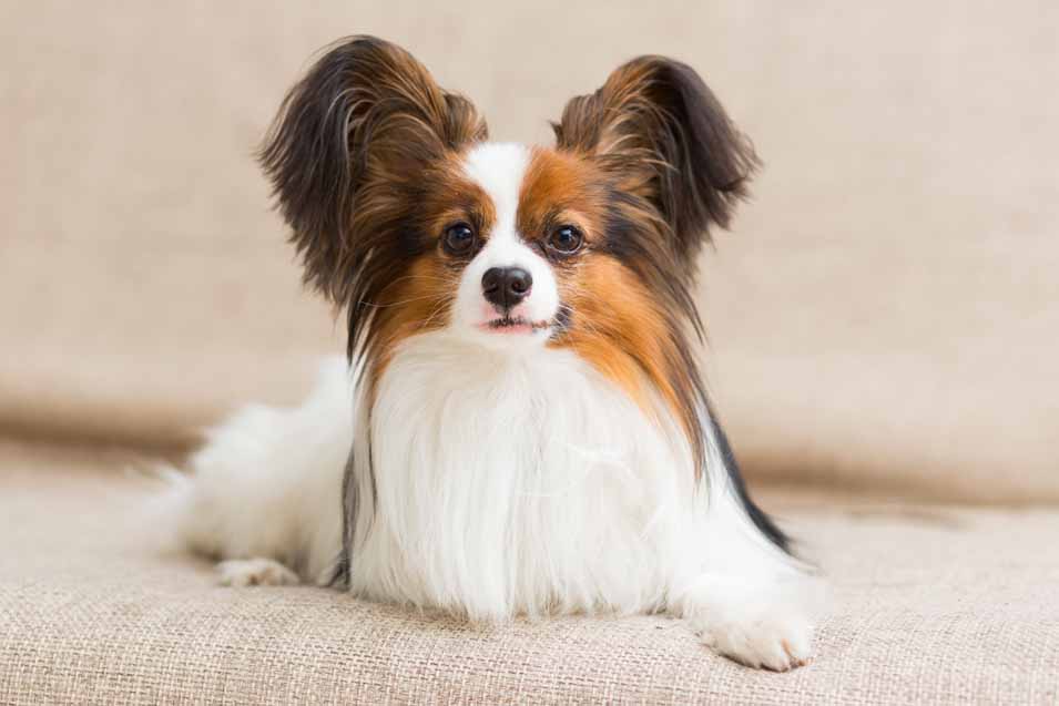 Picture of a Papillon Dog