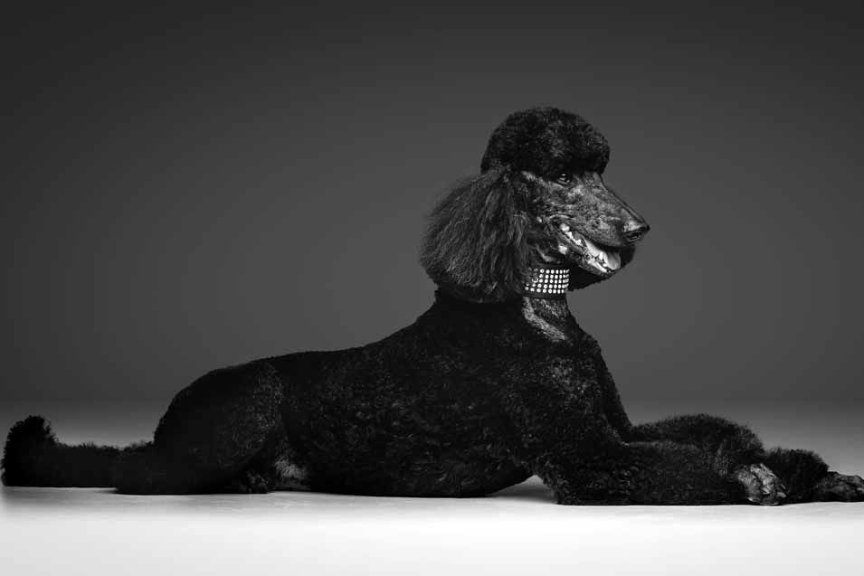 Picture of a black Standard Poodle