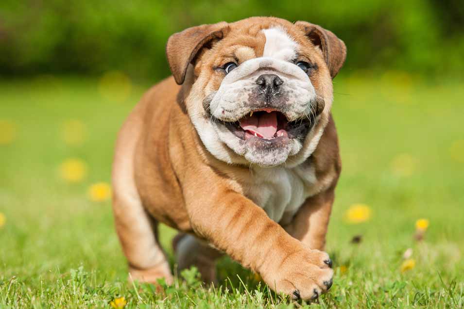 Picture of a Bulldog puppy running