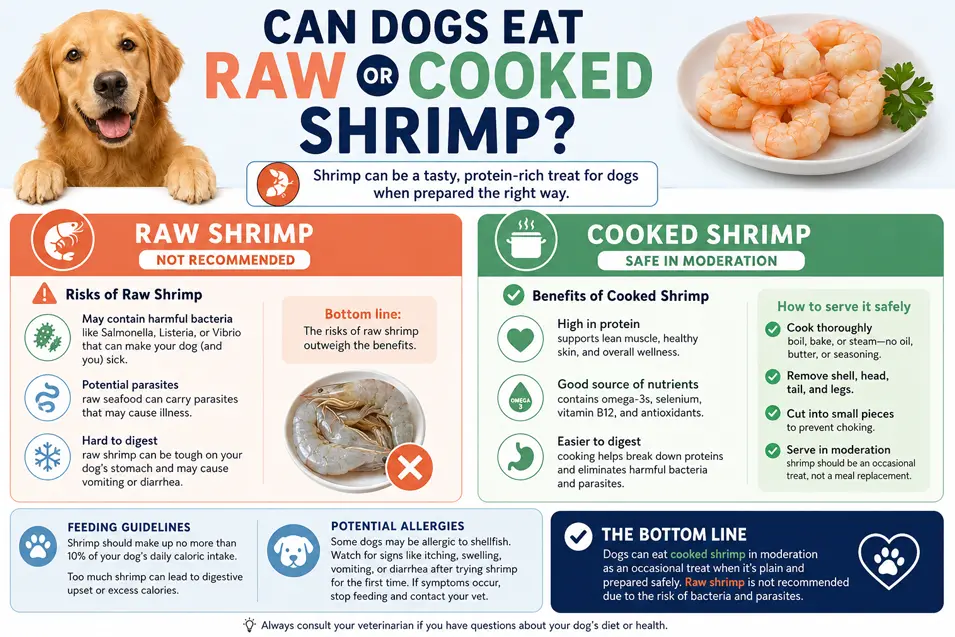 Infographic explaining whether dogs can eat raw or cooked shrimp, highlighting risks of raw shrimp, benefits of cooked shrimp, and safe feeding tips.