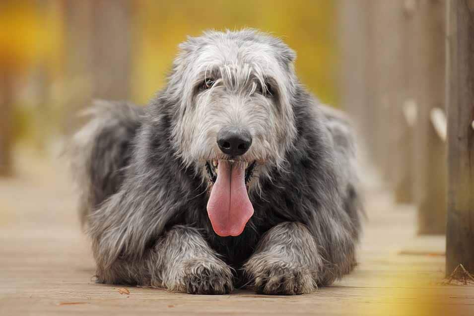 Picture of an Irish Wolfhound