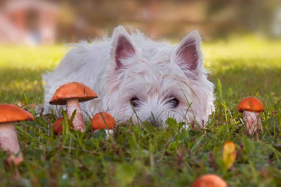 Picture of a dog and mushrooms
