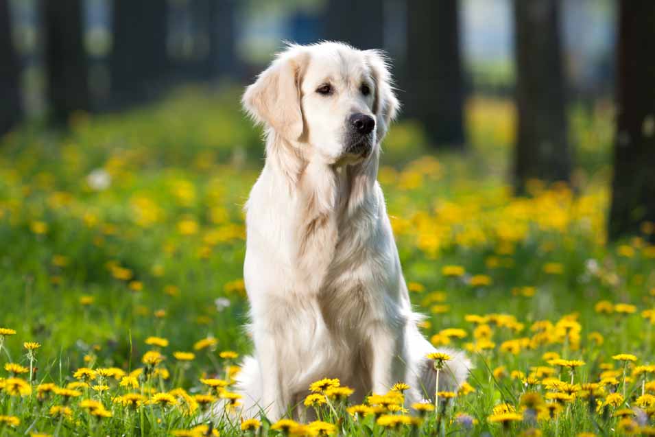 Picture of a golden retriever in the forest