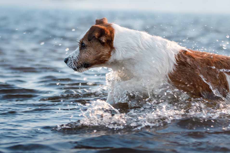 Picture of a dog in the water