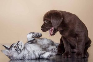 Picture of a brown puppy and a cat