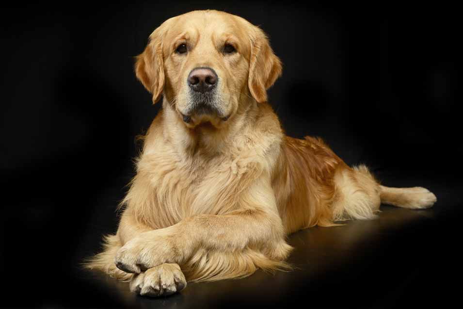 Picture of a Golden Retriever