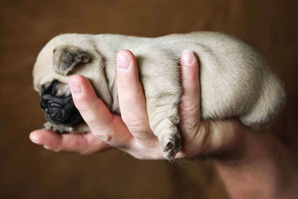 Picture of a pug puppy being held