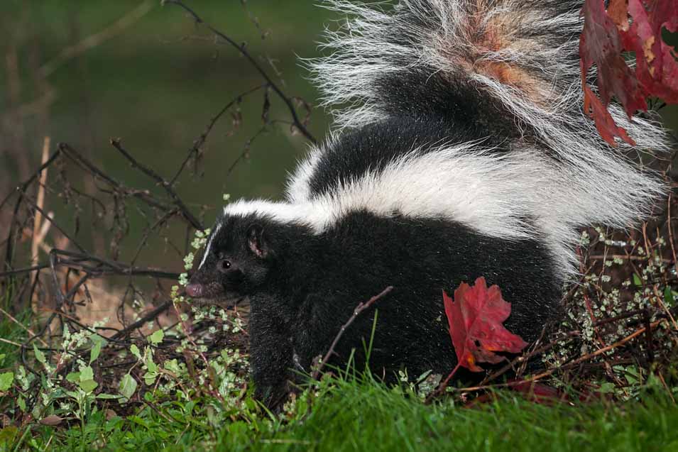 Picture of a skunk