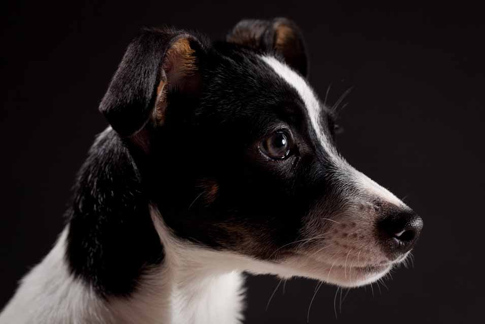 Picture of a dog on black background