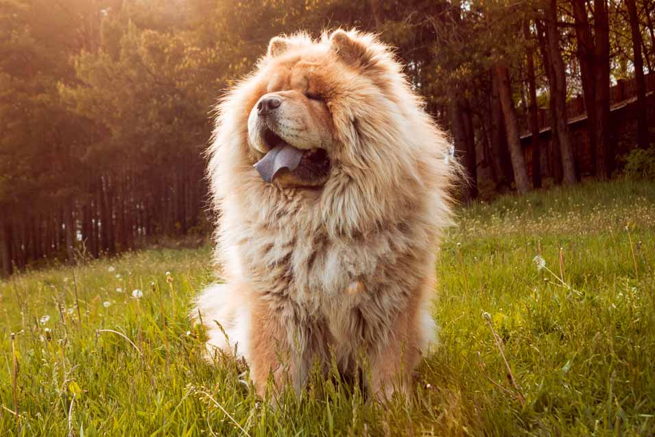 Picture of a Chow in the field