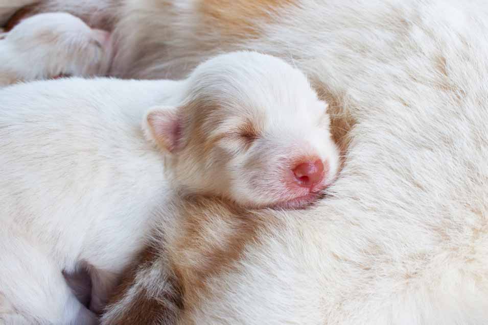 Picture of a newborn puppy