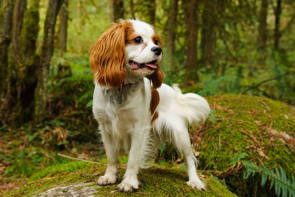 Picture King Charles Spaniel 