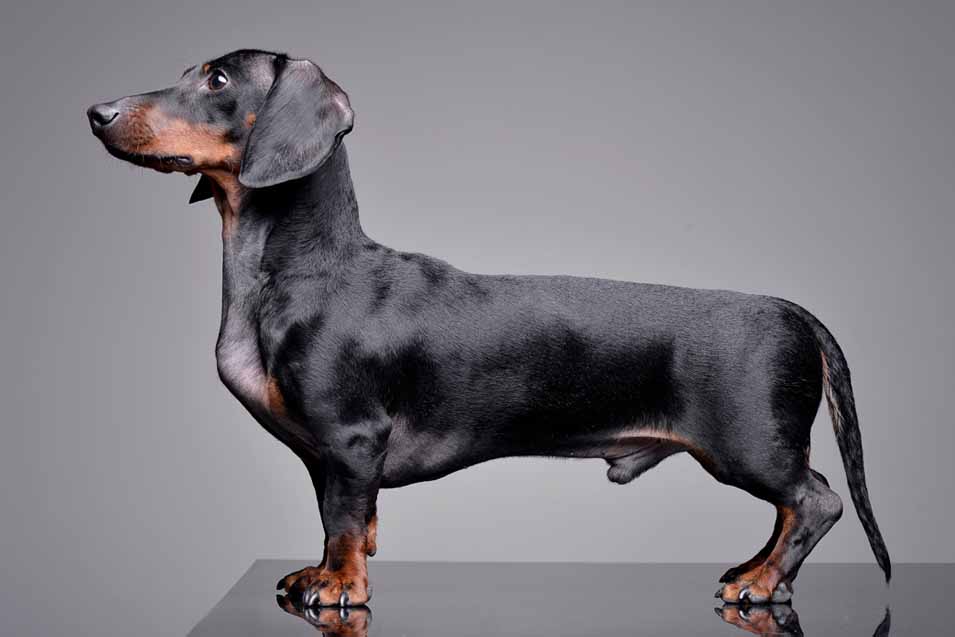 picture of a dachshund
