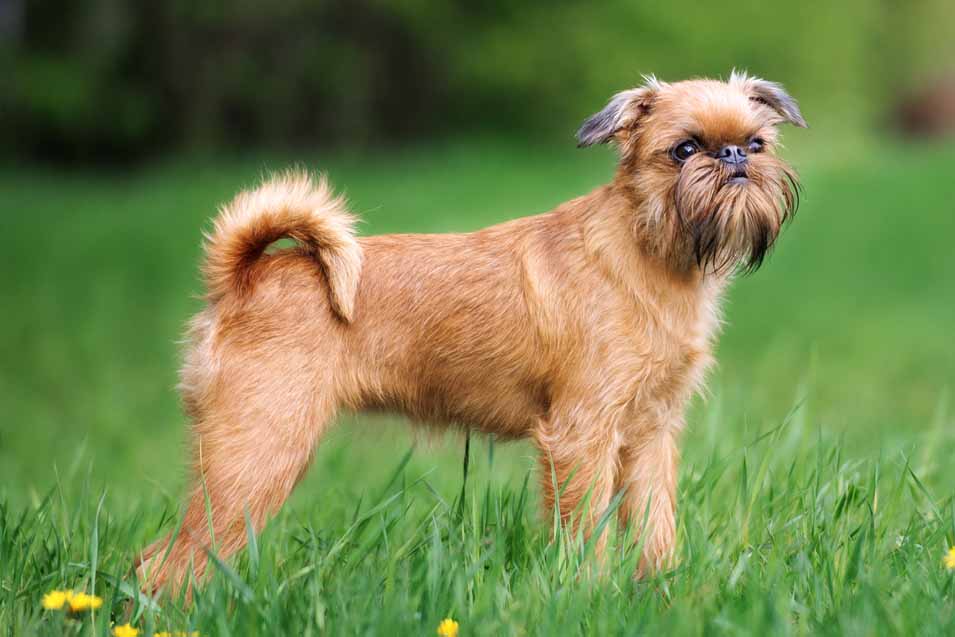 Picture of a Brussels Griffon