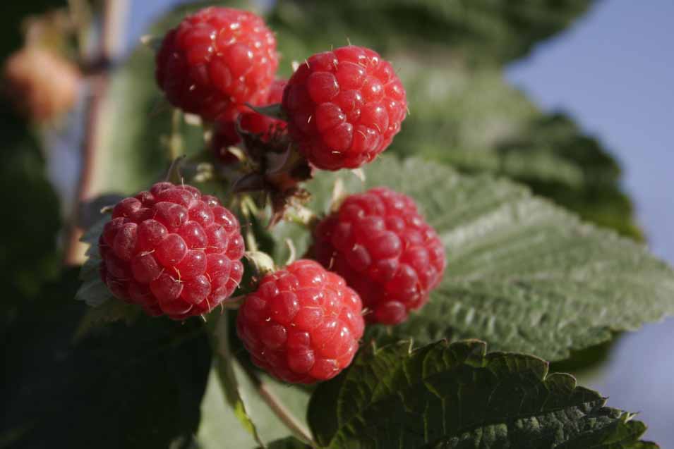 Picture of raspberries on a bush