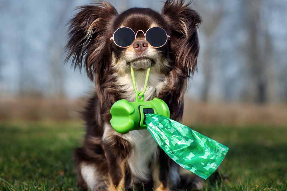 Picture of a dog holding poop bags