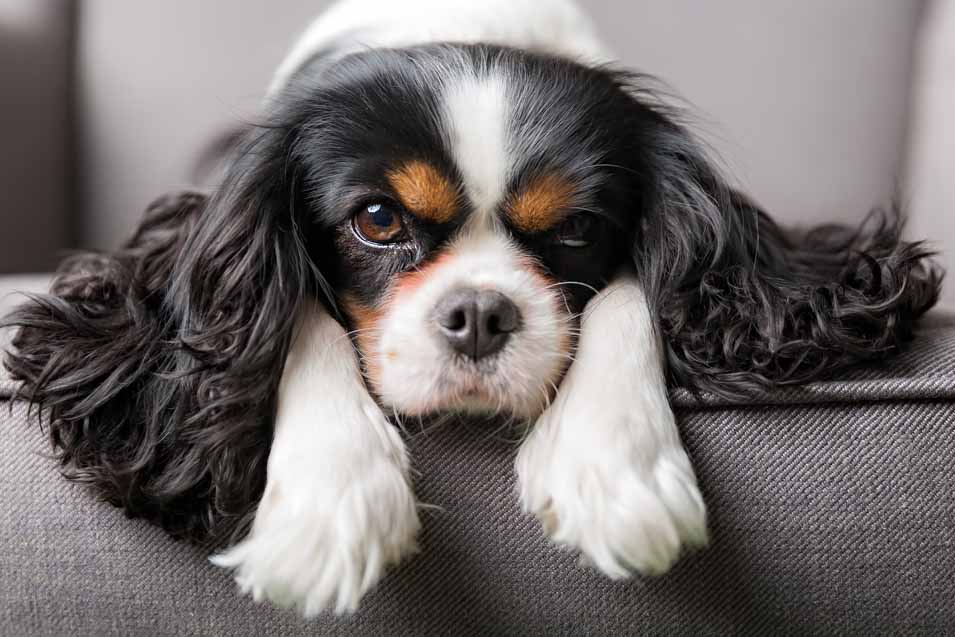 Picture of a Cavalier King Charles Spaniel