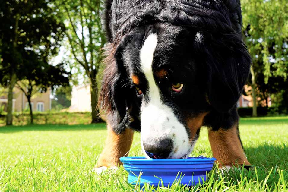 Picture of a dog and a Collapsible Water Bowl