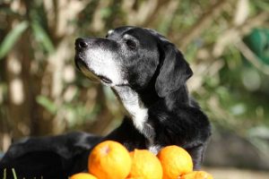 Picture of a dog eating oranges