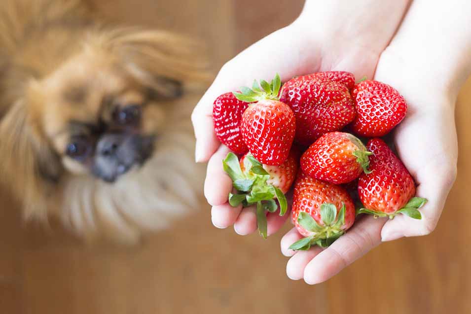 Picture of a dog and strawberries