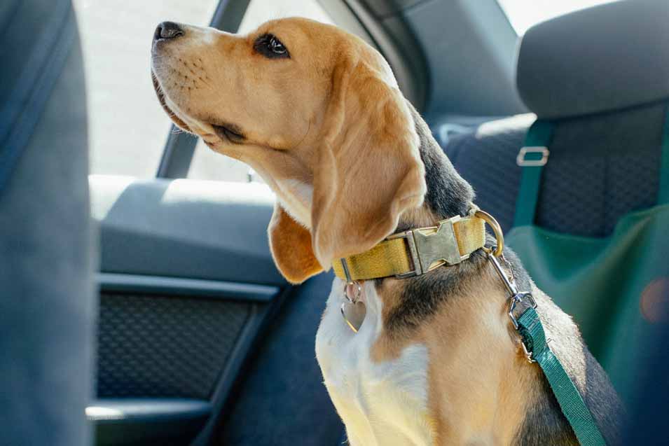 Picture of a dog wearing a harness in the car