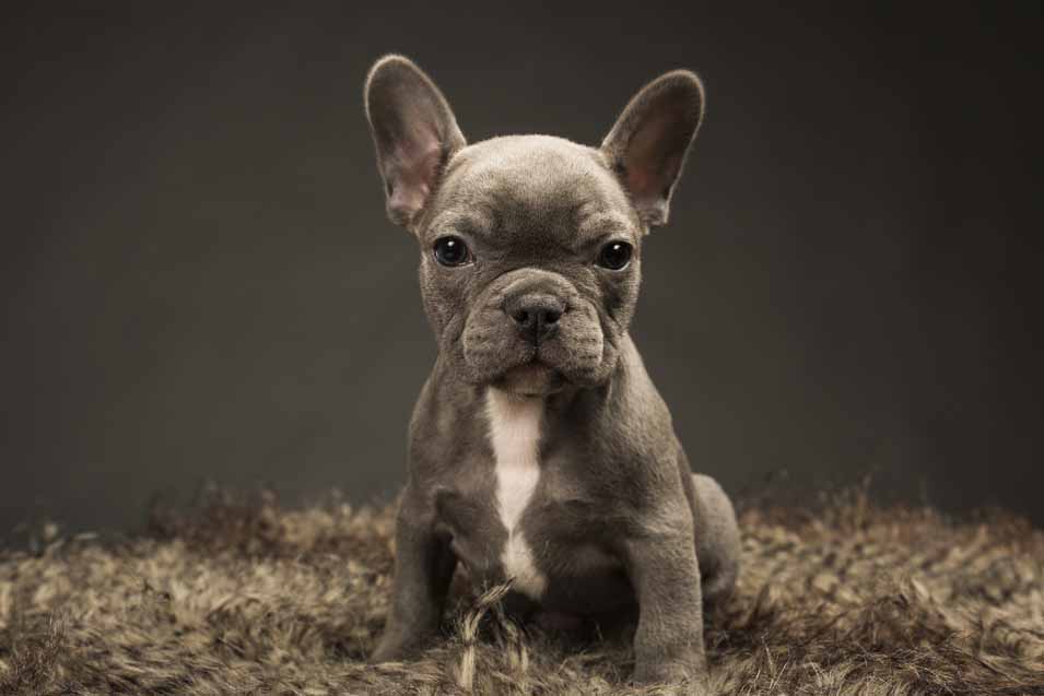 Picture of a French Bulldog Puppy