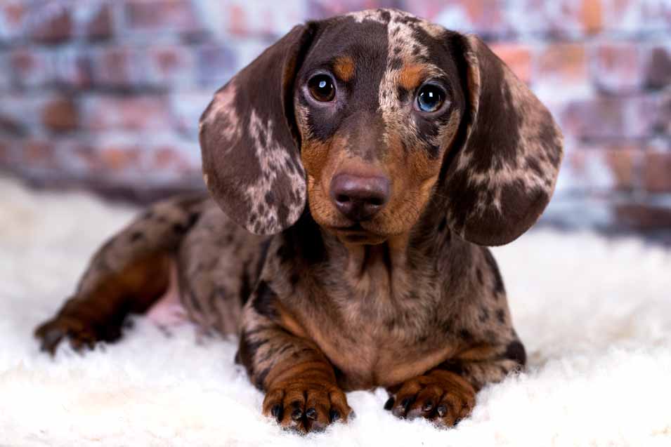 Picture of a dachshund puppy