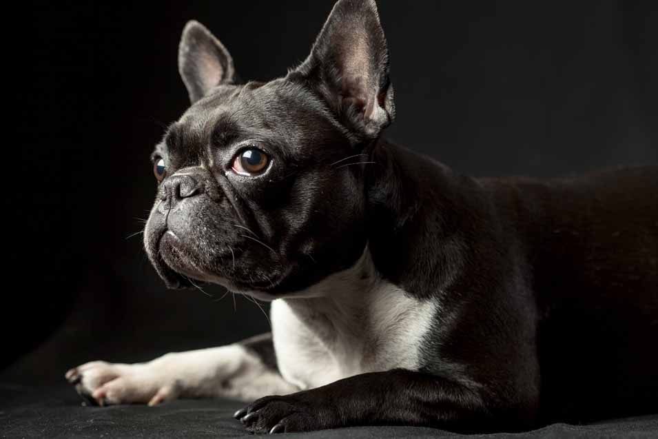 Picture of a French Bulldog