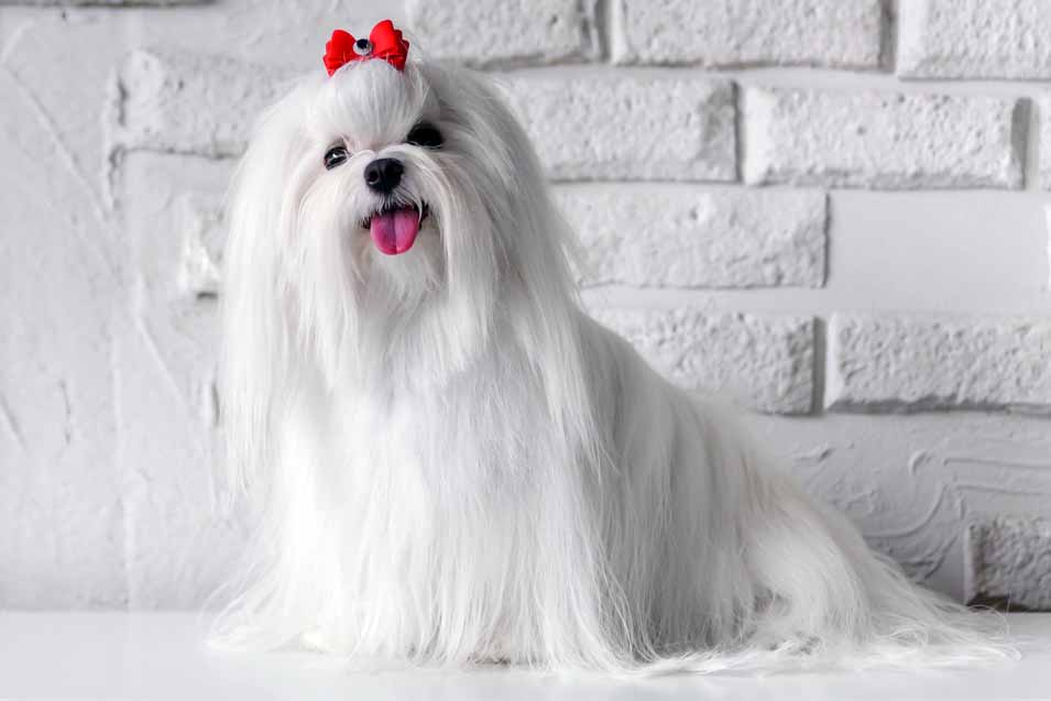 Picture of a Maltese