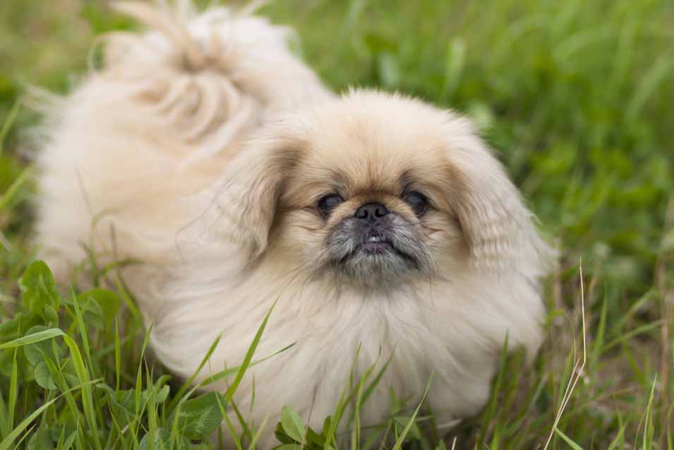 Picture of a Pekingese