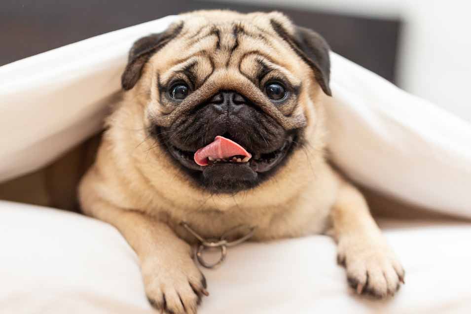 Picture of a Pug
