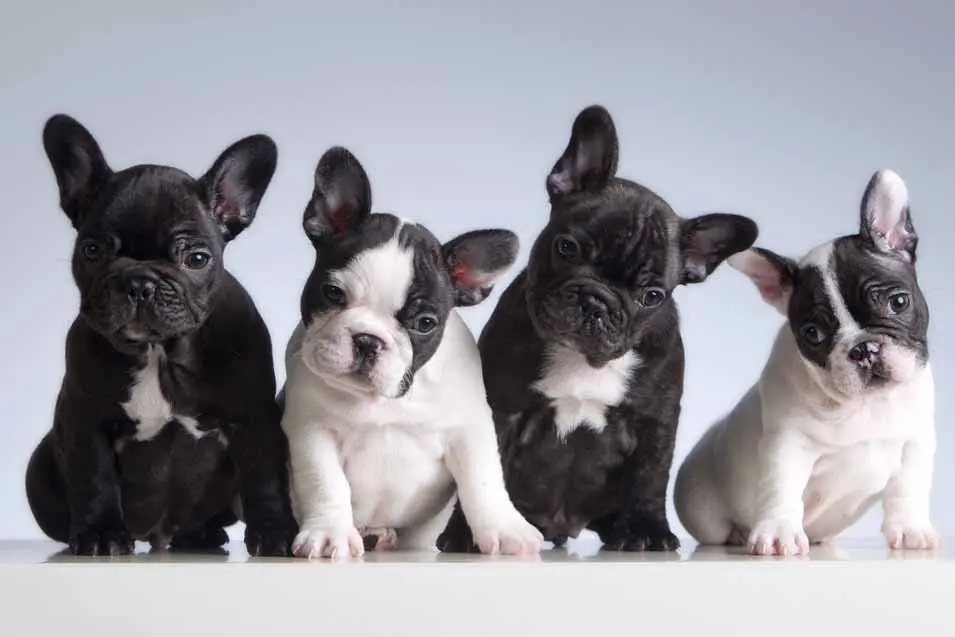 several purebred puppies