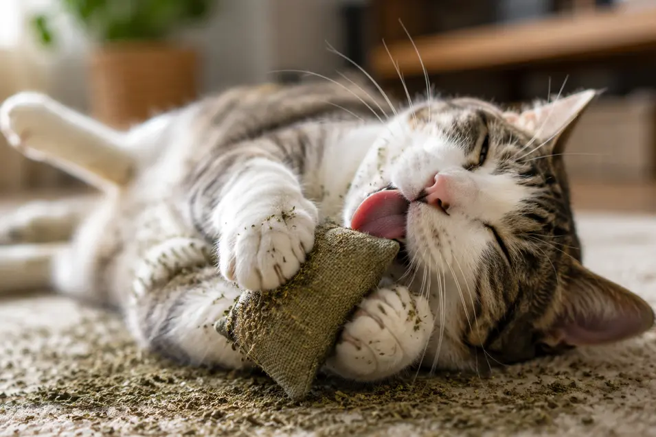 Tabby and white cat playfully licking a catnip-filled toy while rolling on a carpet scattered with dried catnip.