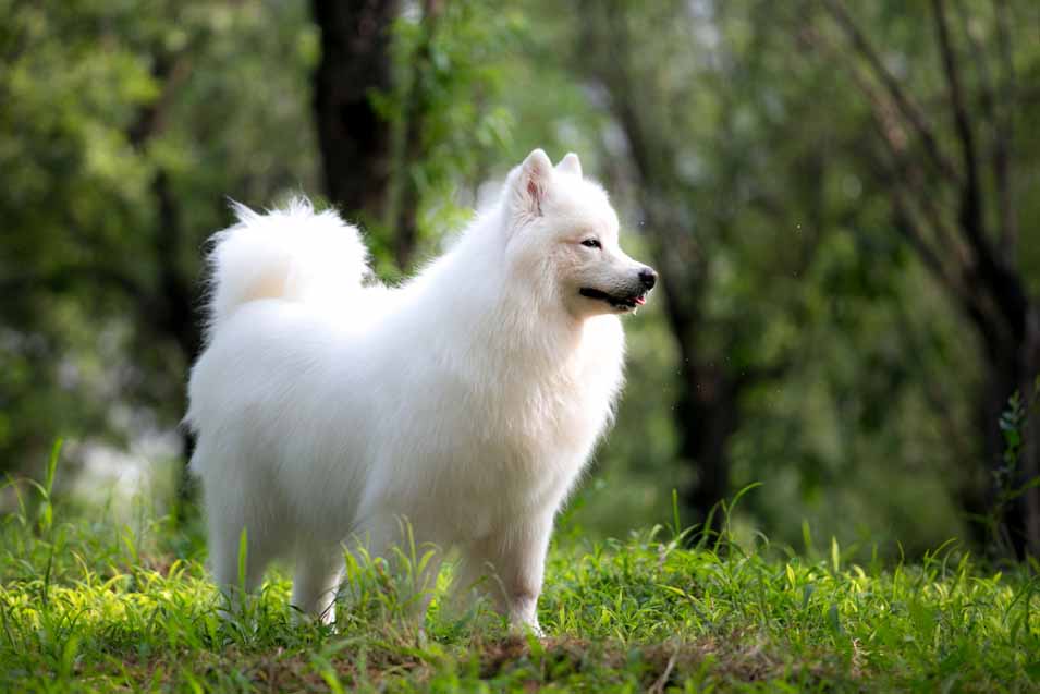 Picture of a Samoyed Dog