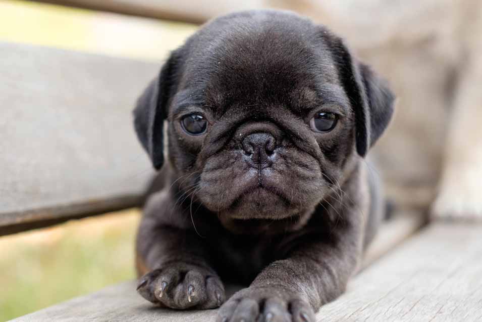 Picture of a cute puppy
