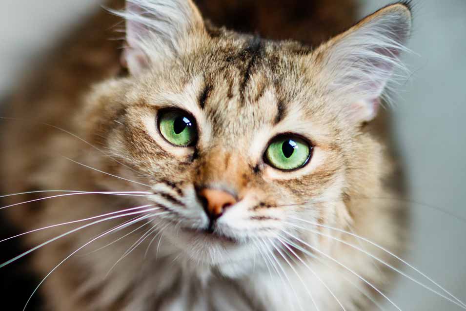 Picture of a cat with green eyes