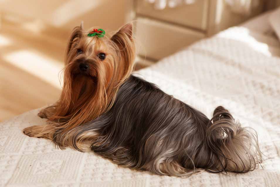 Picture of a Yorkshire Terrier