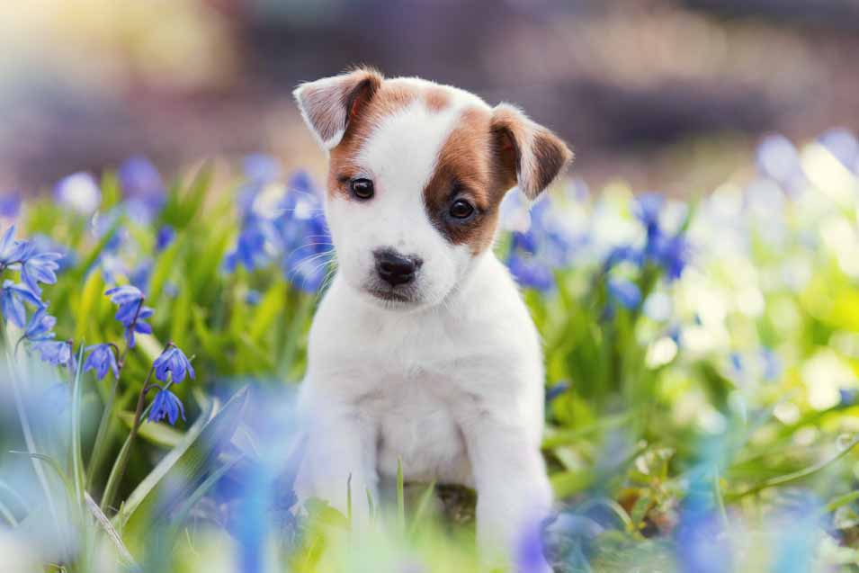 Picture of a Jack Russell Puppy