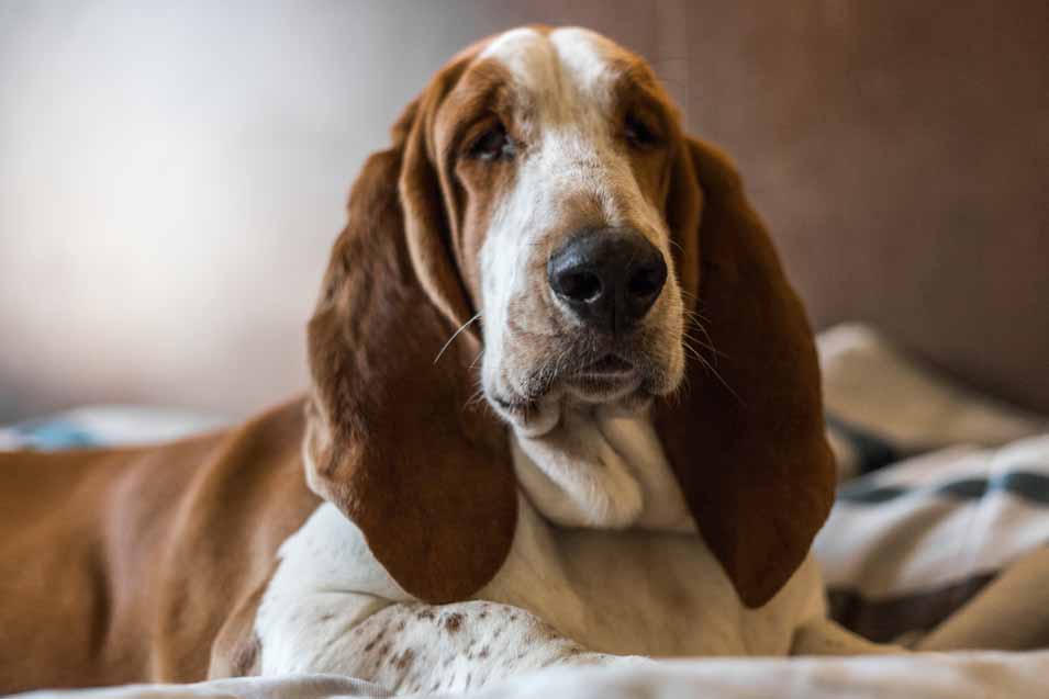 Picture of a Bassett Hound