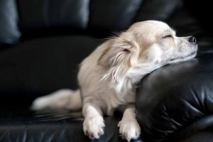 Picture of a dog on a leather sofa