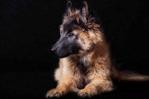 Picture of a German Shepherd Puppy