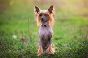 Picture of a Chinese Crested Dog
