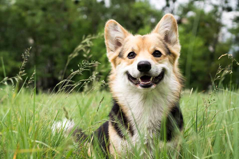 Picture of a dog standing in grass