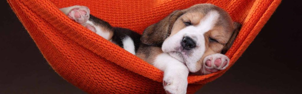 Picture of a puppy sleeping