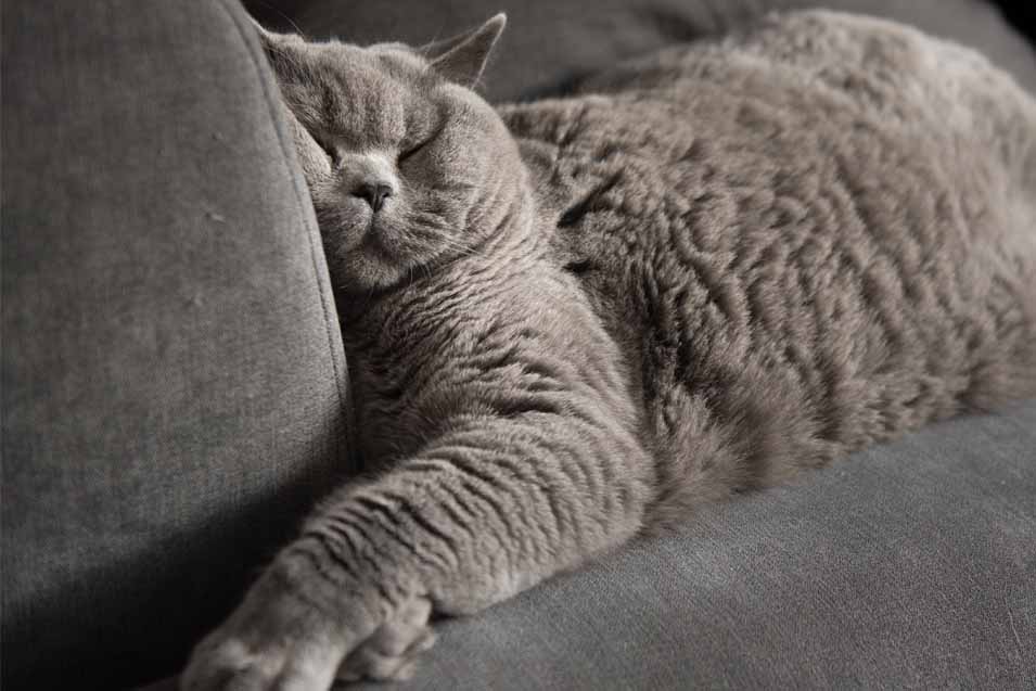 Picture of a cat on a couch