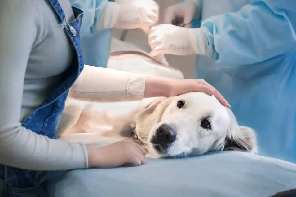 Golden retriever lying on a veterinary operating table while being comforted by a person, as veterinary staff in surgical gowns and gloves perform a procedure in the background.
