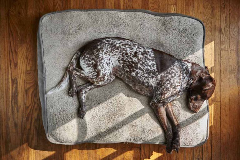 Picture of a Sporting Dog Sleeping on a Bed