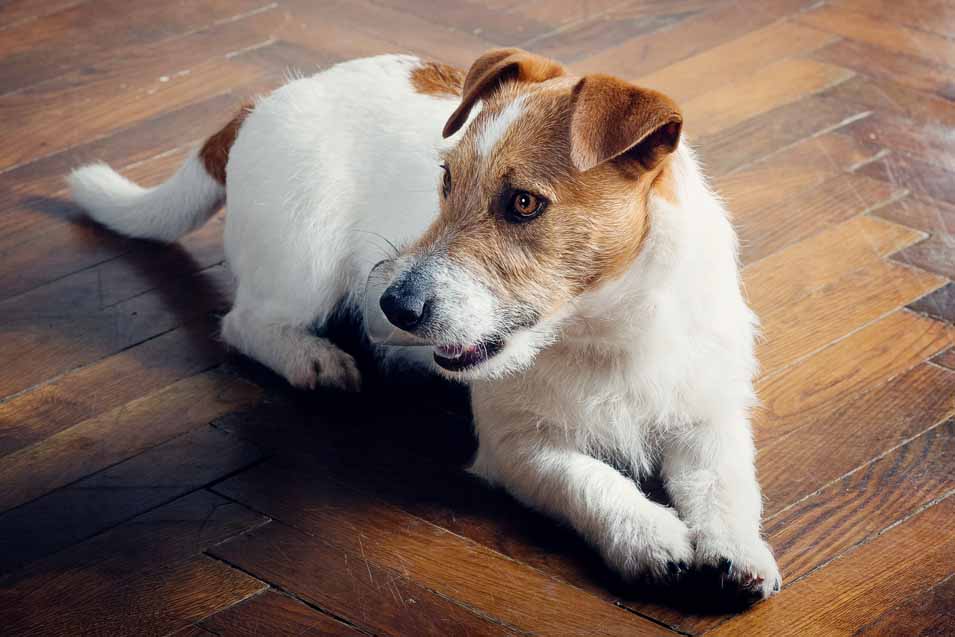 Picture of an older Jack Russell Terrier