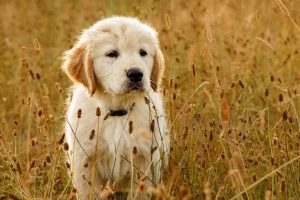 Picture of a Golden Retriever Puppy