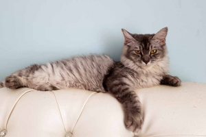 Picture of a long haired cat on the sofa